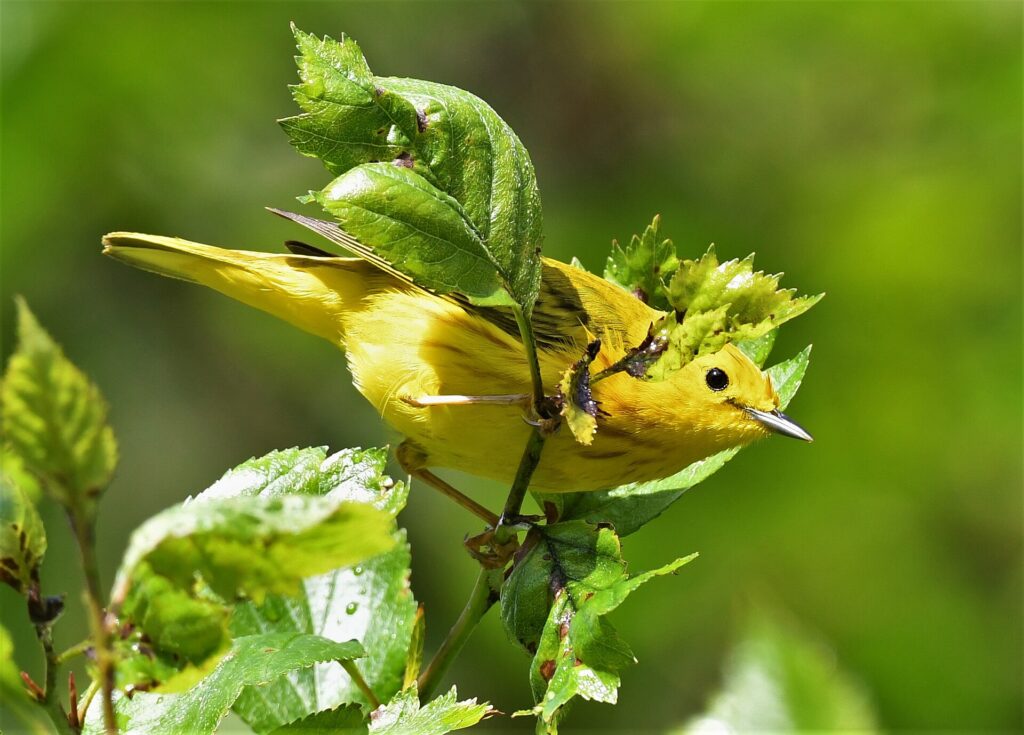 A yellow warbler among green leaves