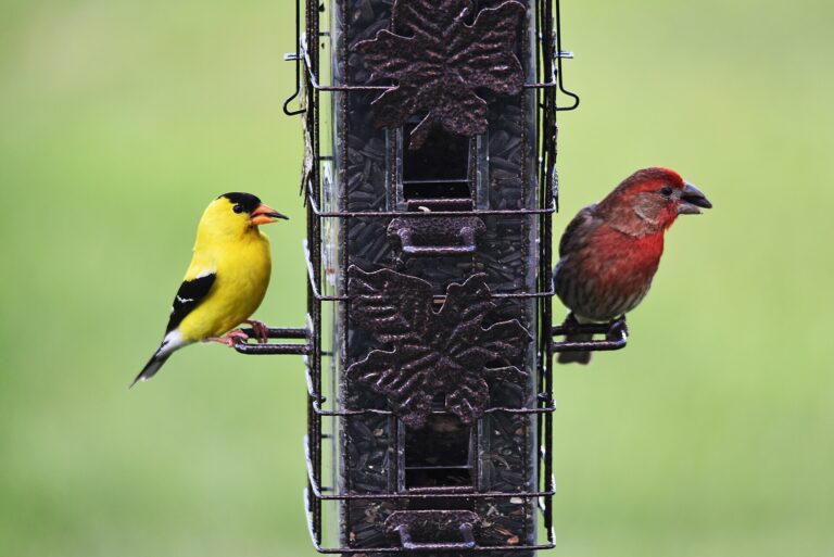 A male American goldfinch and a male house finch perched at the ports of a metal tube feeder