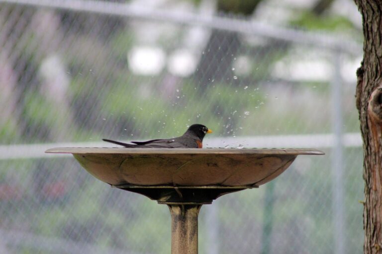 American robin splashing in a shallow pedestal bird bath