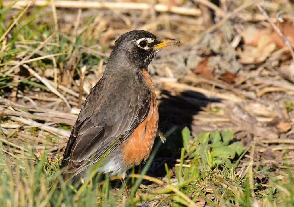 American robin with a gray-brown back, dark head, yellow bill and orange breast standing in dry grass