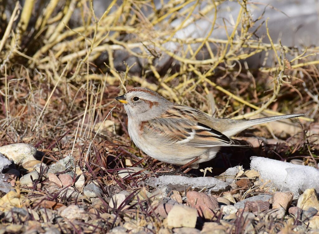 American tree sparrow with a rusty cap, rusty eyeline and gray face on the ground beside a patch of snow