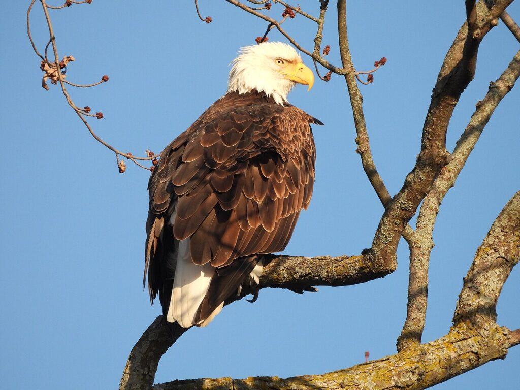 Adult bald eagle perched in a tree