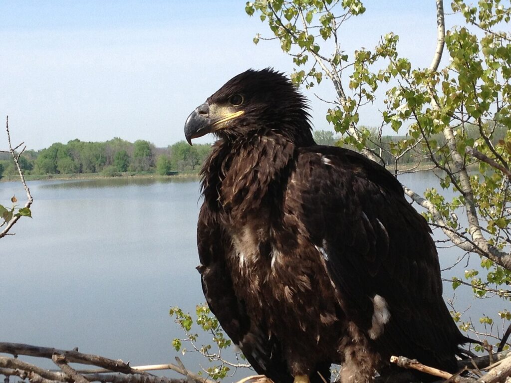 Bald eagle eaglet, 52 days old, standing in its nest above a lake
