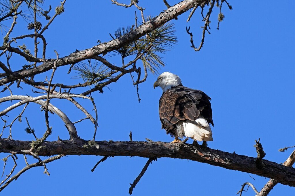 Adult bald eagle perched on a pine branch
