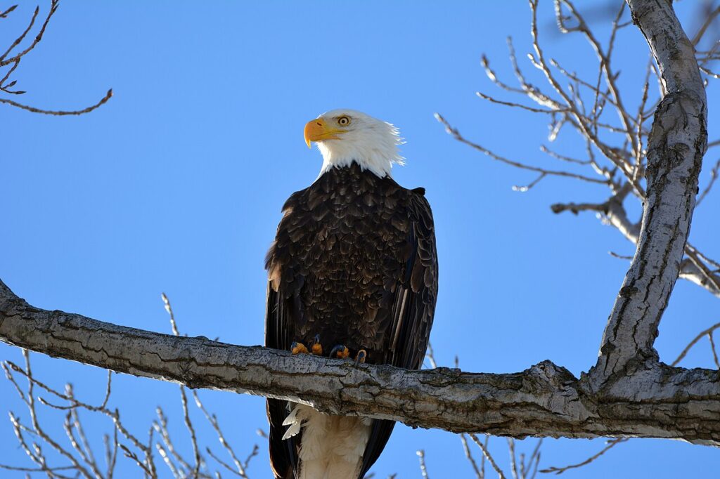 Adult bald eagle perched on a branch against a blue winter sky
