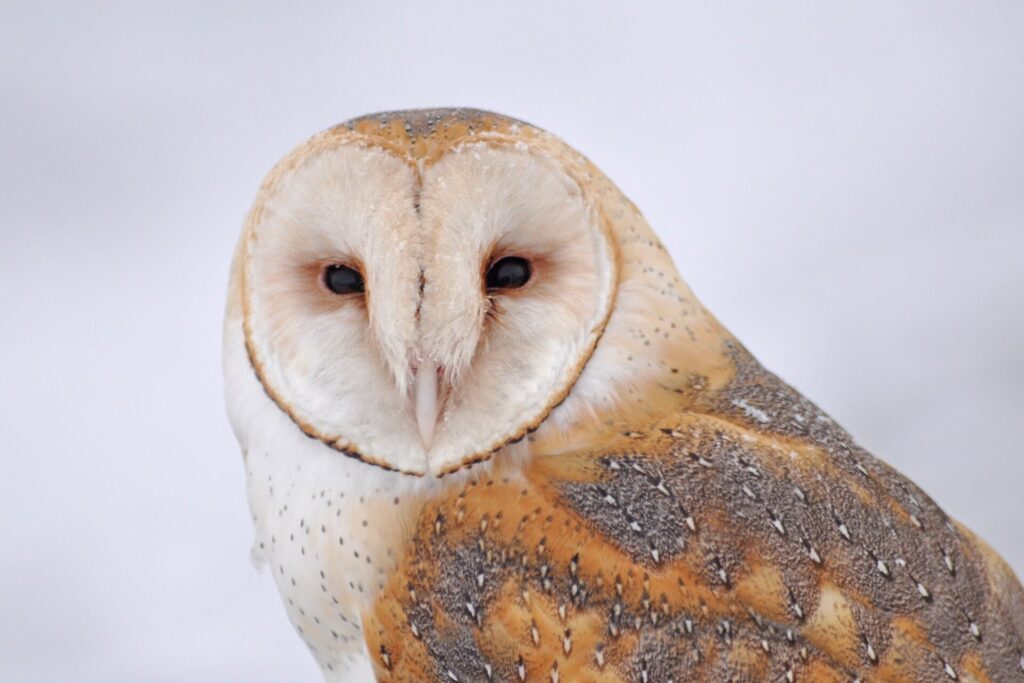 Barn owl with a heart-shaped white face and orange-buff back at Bear River Migratory Bird Refuge, Utah