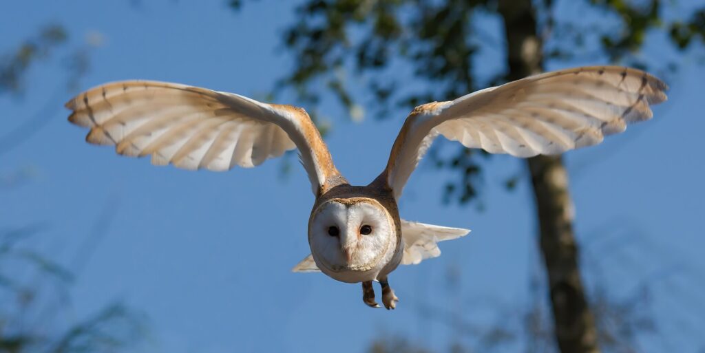 Barn owl flying toward the camera with wings spread against a blue sky