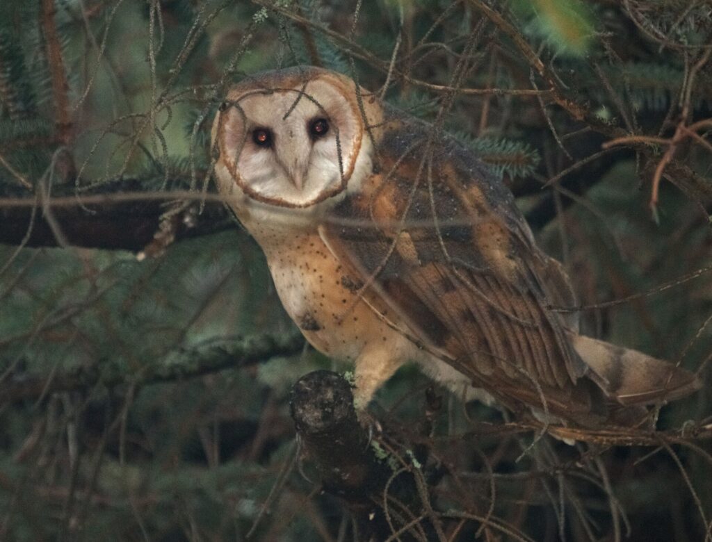Barn owl peering through conifer branches with its heart-shaped face turned toward the camera