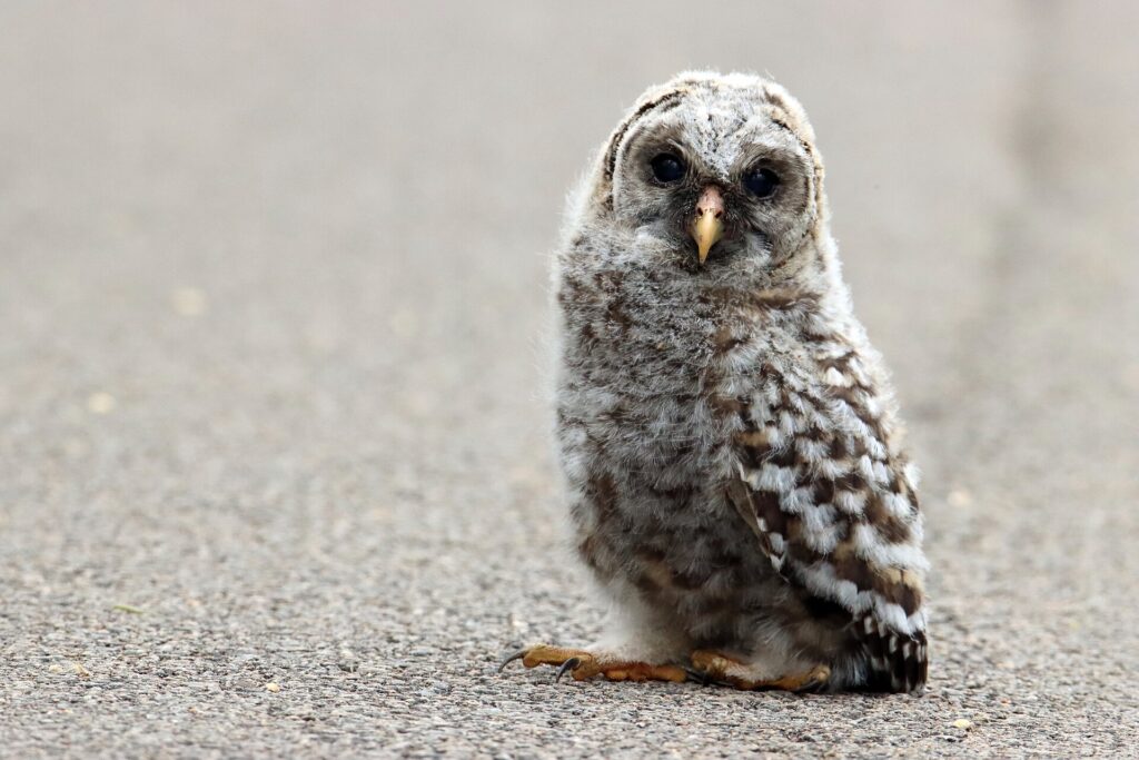 Fluffy gray barred owl fledgling standing on pavement