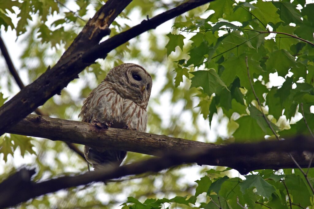 Barred owl perched on a branch among green leaves