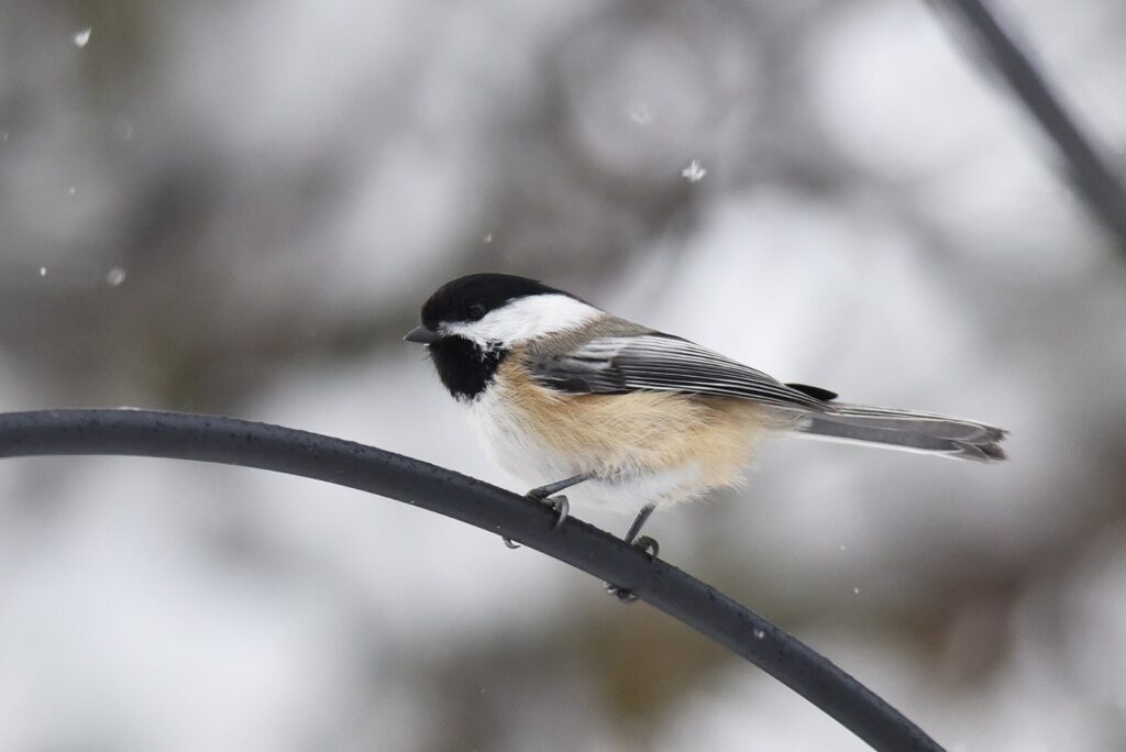 Black-capped chickadee perched on a curved metal hook in falling snow