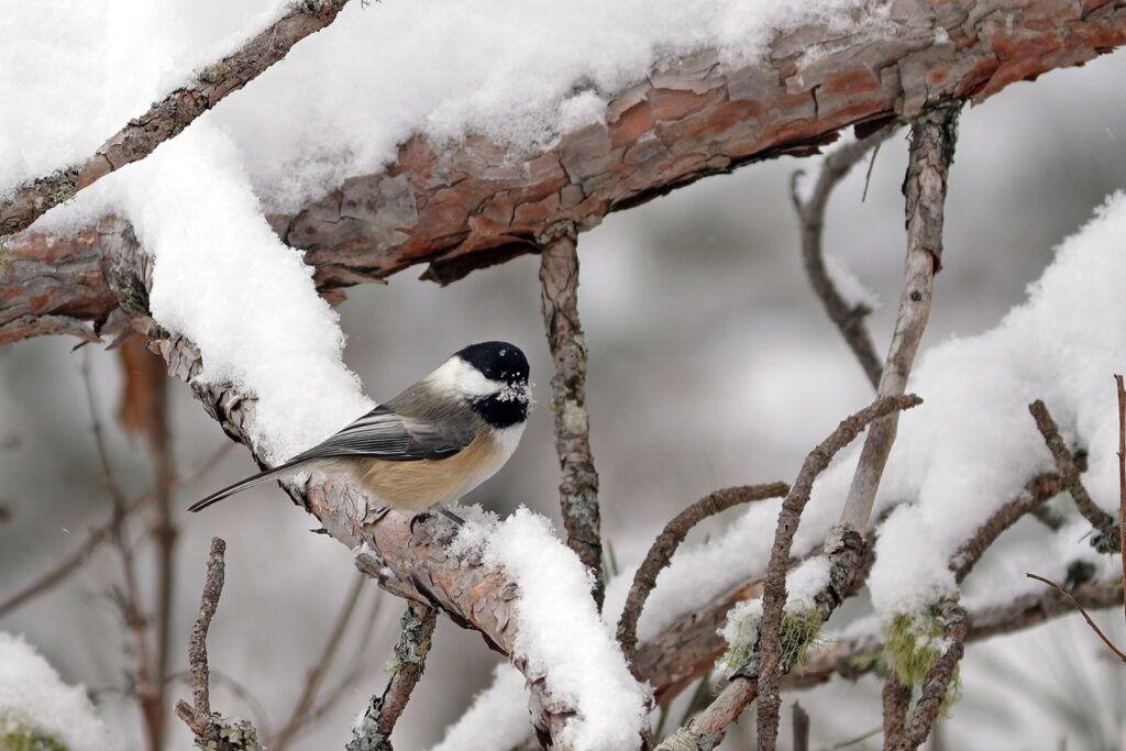 Black-capped chickadee perched on a snow-covered red pine branch