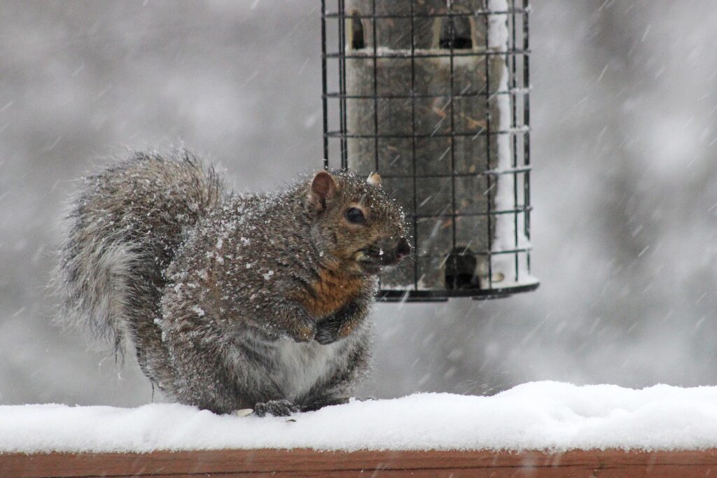 Fox squirrel sitting on a snowy deck rail below a caged tube bird feeder during a snowstorm