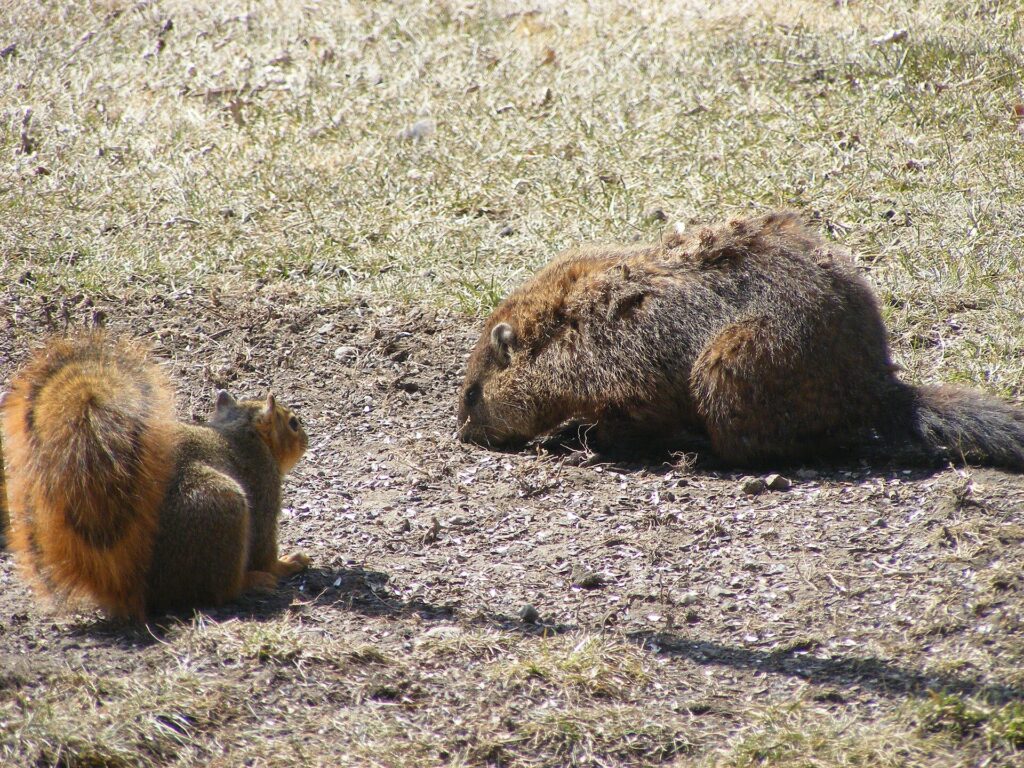 Fox squirrel and woodchuck eating spilled sunflower seed on the ground below a bird feeder