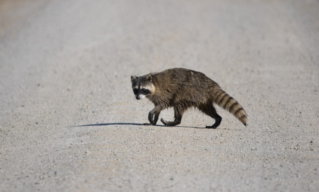 Raccoon walking across a gravel road in daylight