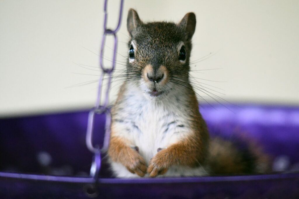Red squirrel sitting in a purple hanging tray feeder full of sunflower seed