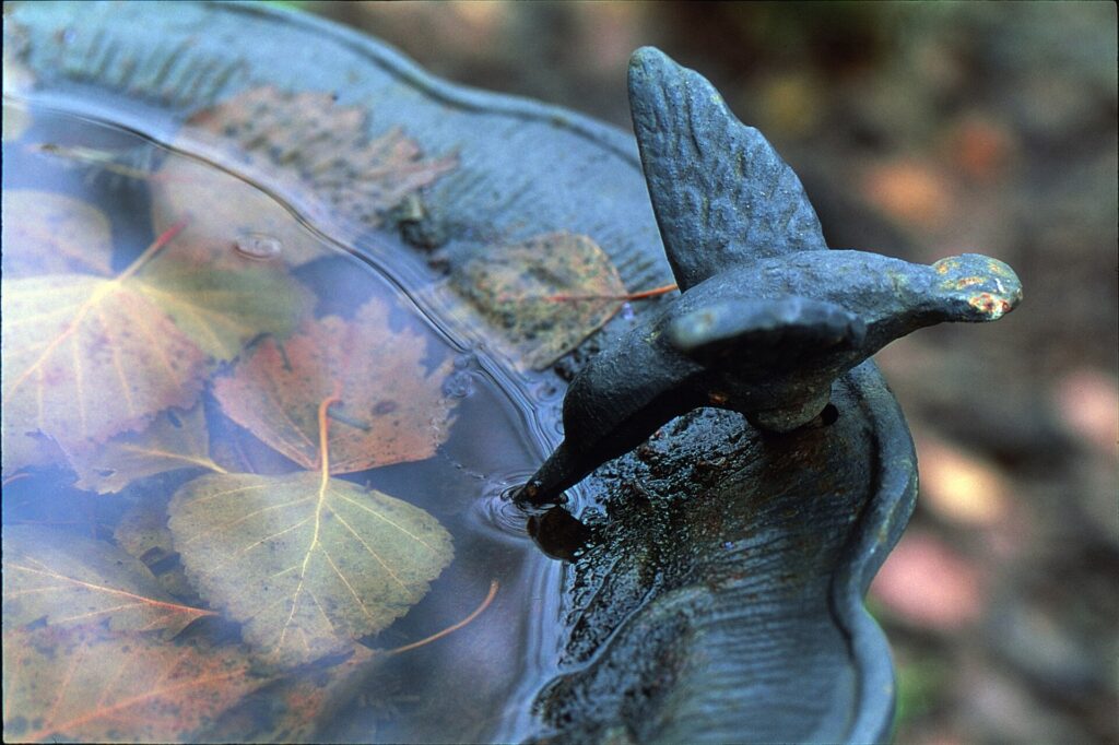 Bird bath basin holding water and fallen autumn leaves beside a bird statue