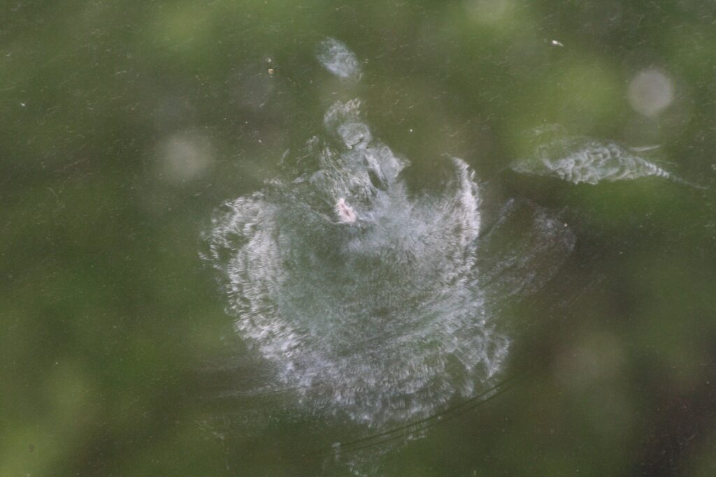 Dusty outline of a bird's body and wings left on a window pane after a collision, with green trees reflected in the glass