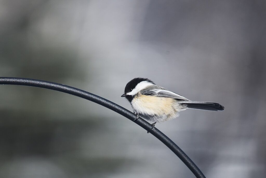 Black-capped chickadee perched above a bird feeder