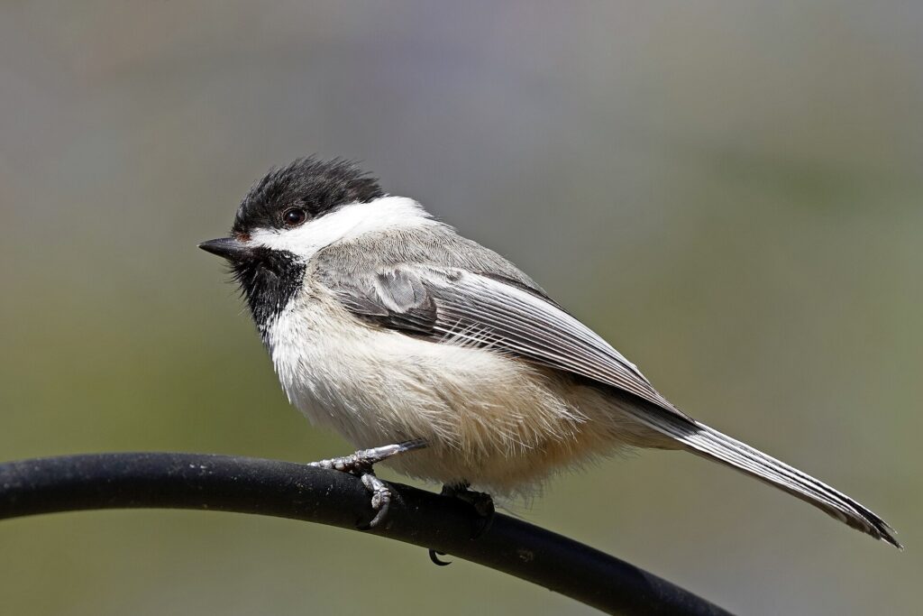 Black-capped chickadee with a black cap and bib, white cheeks and gray back, perched on a feeder hook