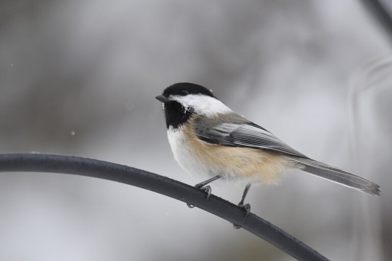 A black-capped chickadee fluffed up on a snowy branch