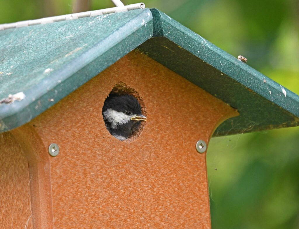Black-capped chickadee peeking out of a nest box entrance hole