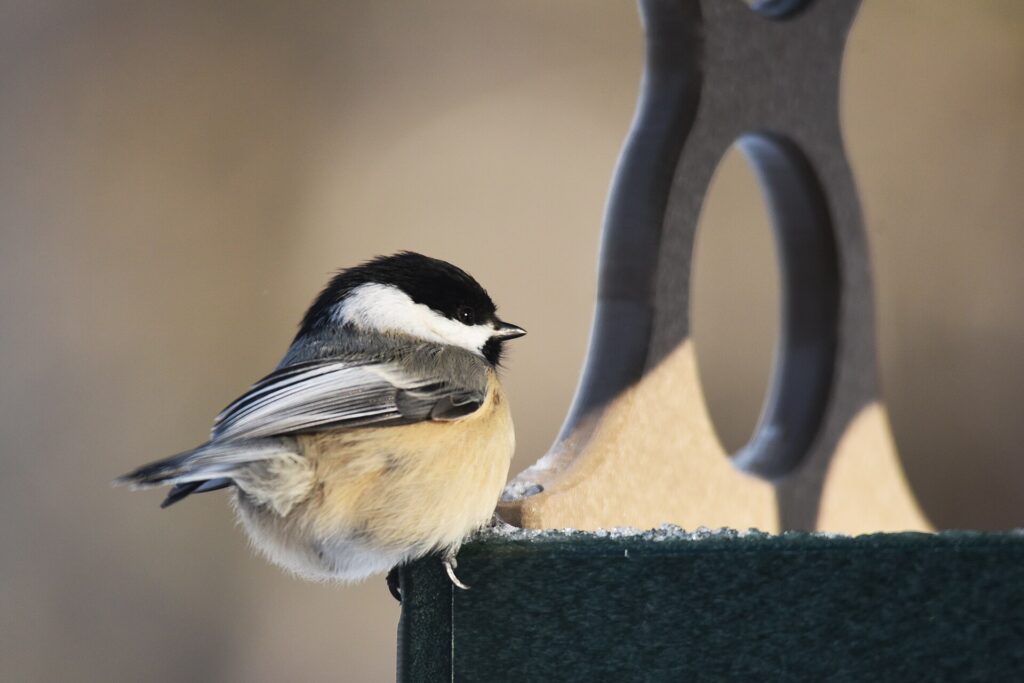 A black-capped chickadee perched on the edge of a bird feeder