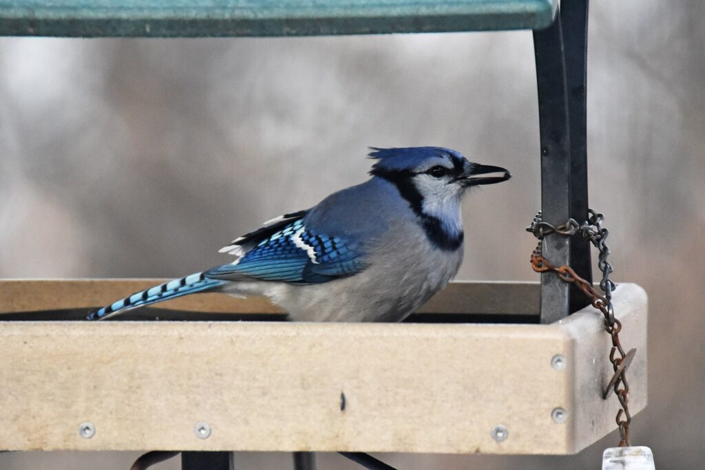 Blue jay standing in a wooden platform feeder