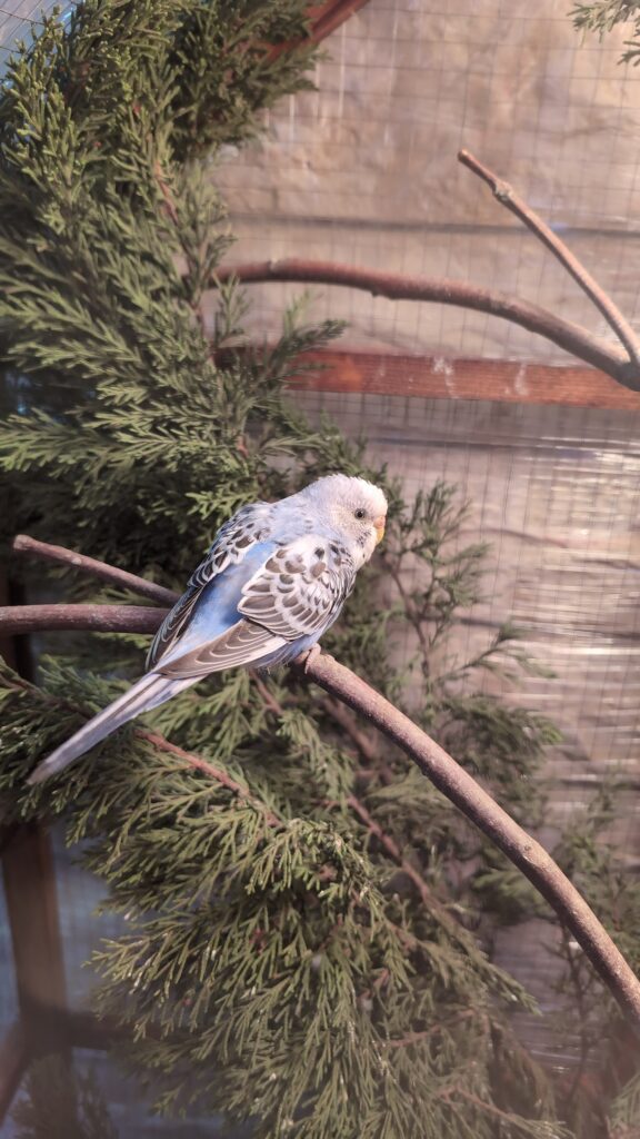 Pet budgie perched inside its cage