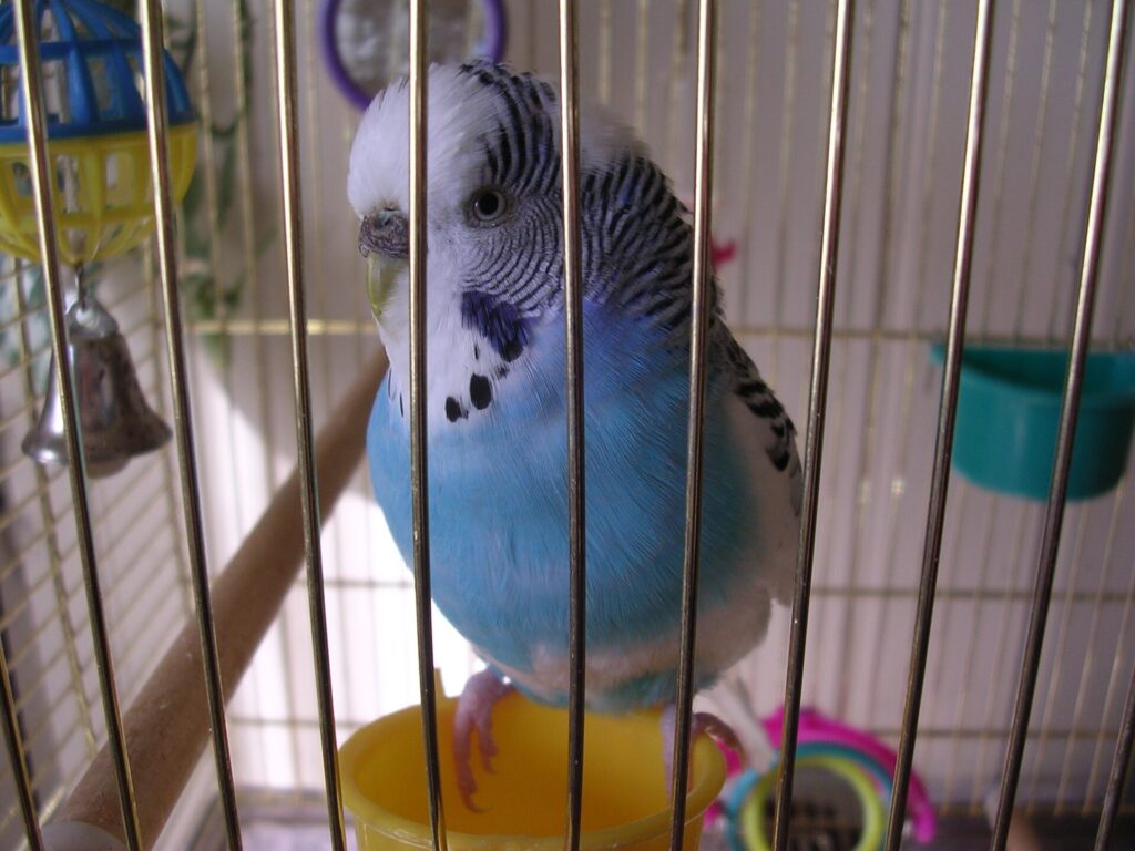 Blue budgie in a cage beside its food and water dishes