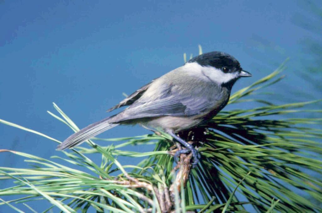 Carolina chickadee with a black cap and bib and white cheeks perched on a pine branch against blue sky
