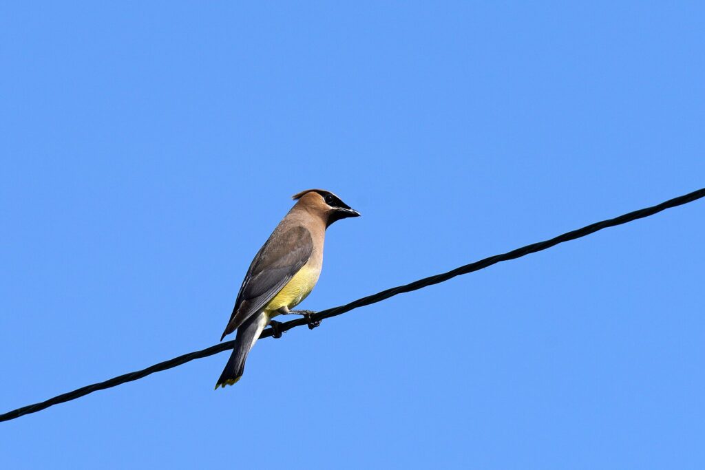 Cedar waxwing on a wire showing its pale yellow belly and yellow tail tip