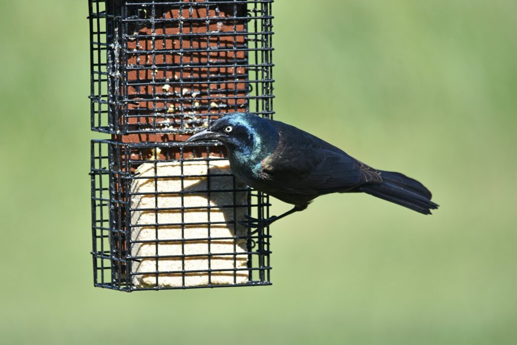 Common grackle clinging to a caged suet feeder