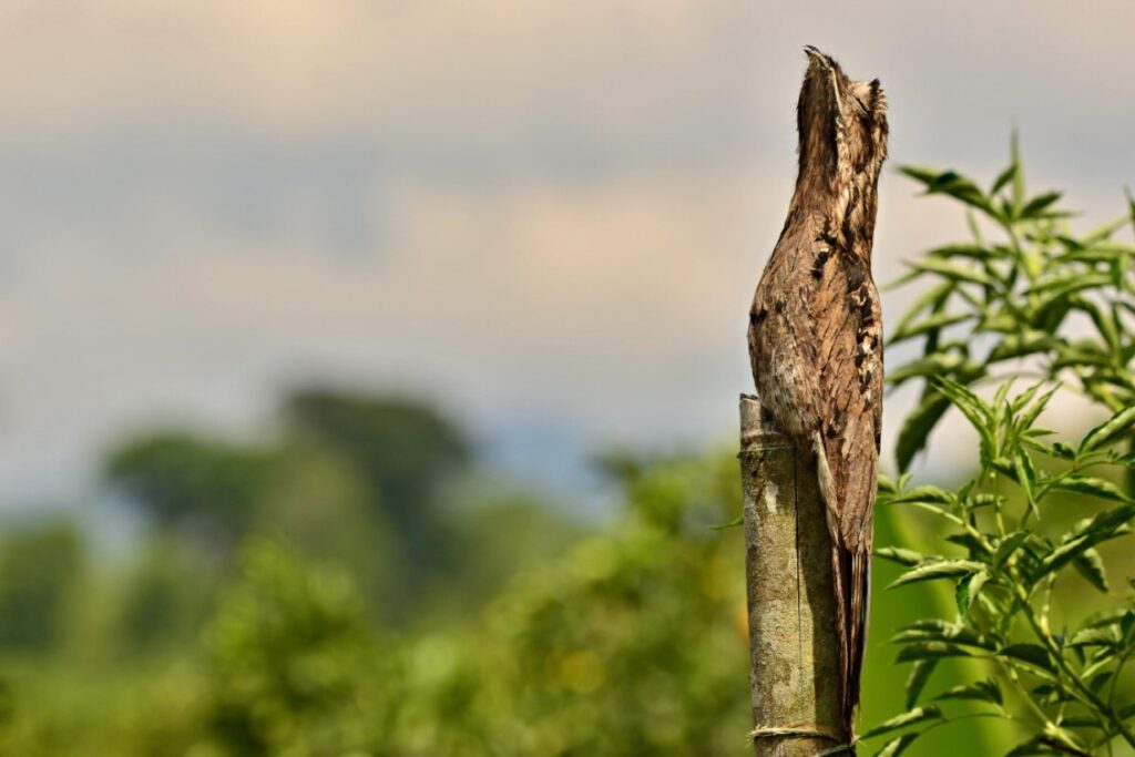Common potoo perched upright on a fence post with its eyes closed and bill pointed at the sky
