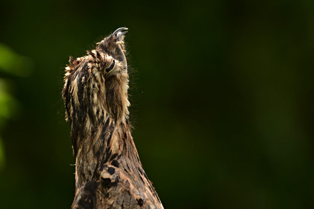 Close view of a common potoo stretching its head up so it looks like a broken branch