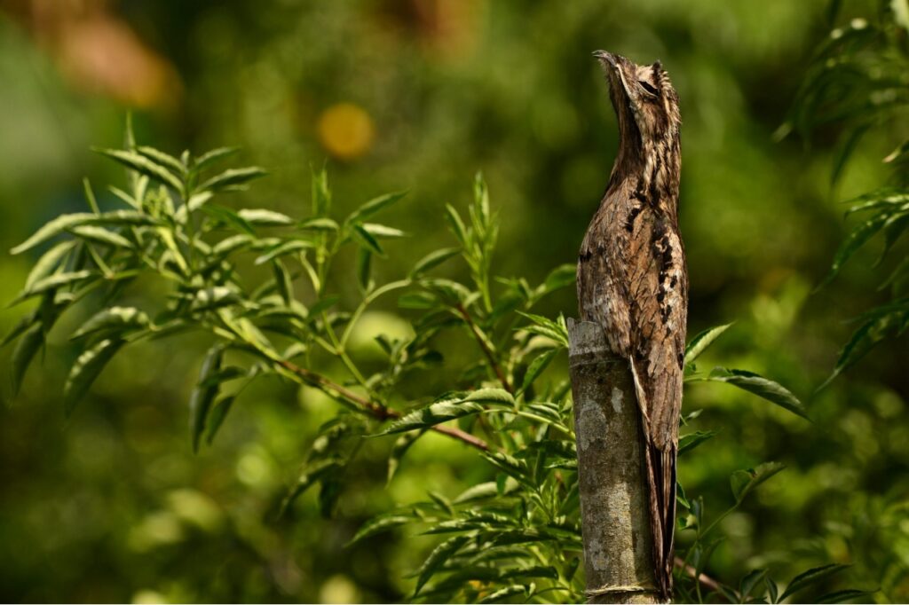 Common potoo sitting upright on a broken stump surrounded by green leaves
