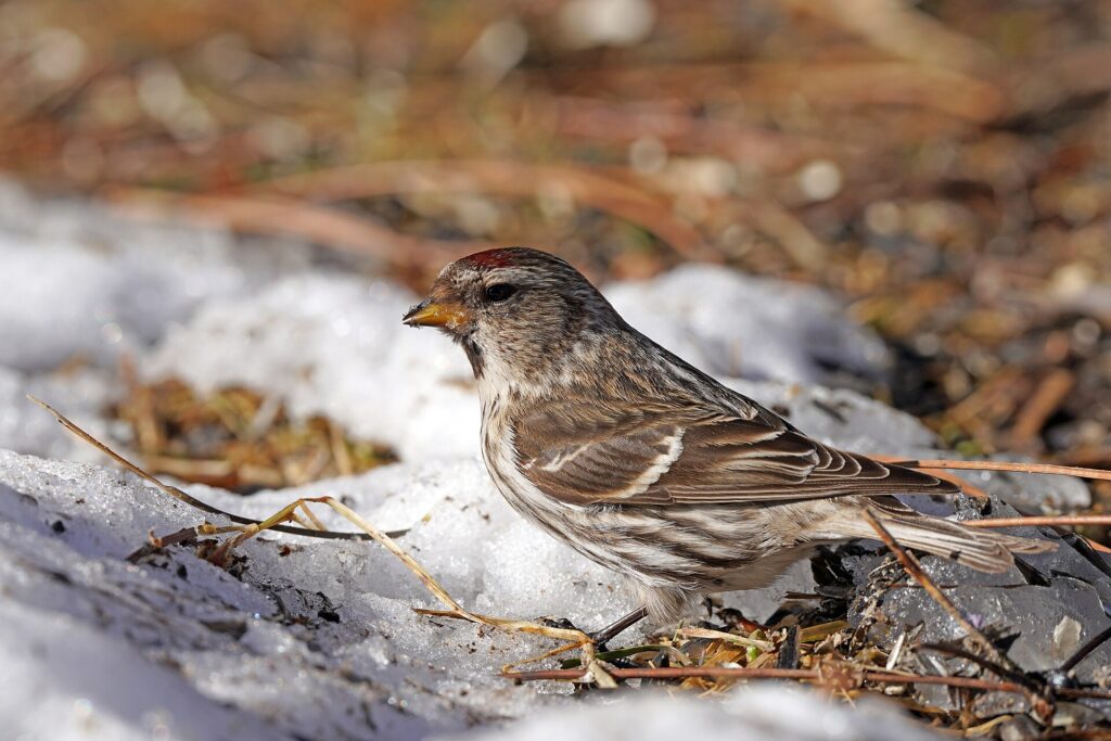 A common redpoll standing on snow