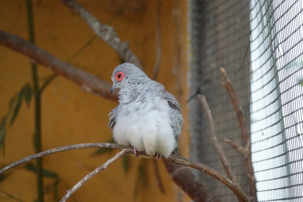 Diamond dove with white-spotted wings perched on a branch