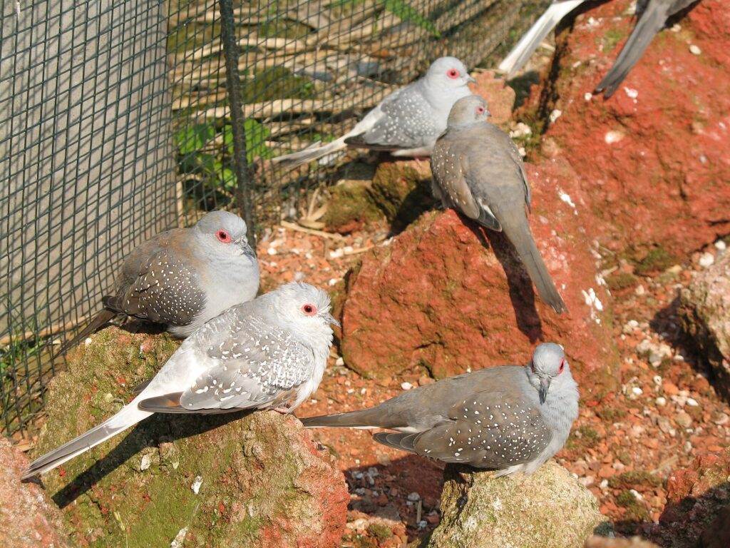 Diamond doves feeding on the ground in an aviary