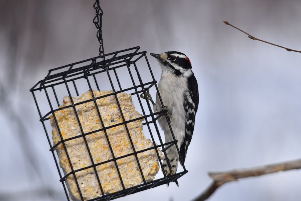 Downy woodpecker clinging to a hanging wire suet cage in winter