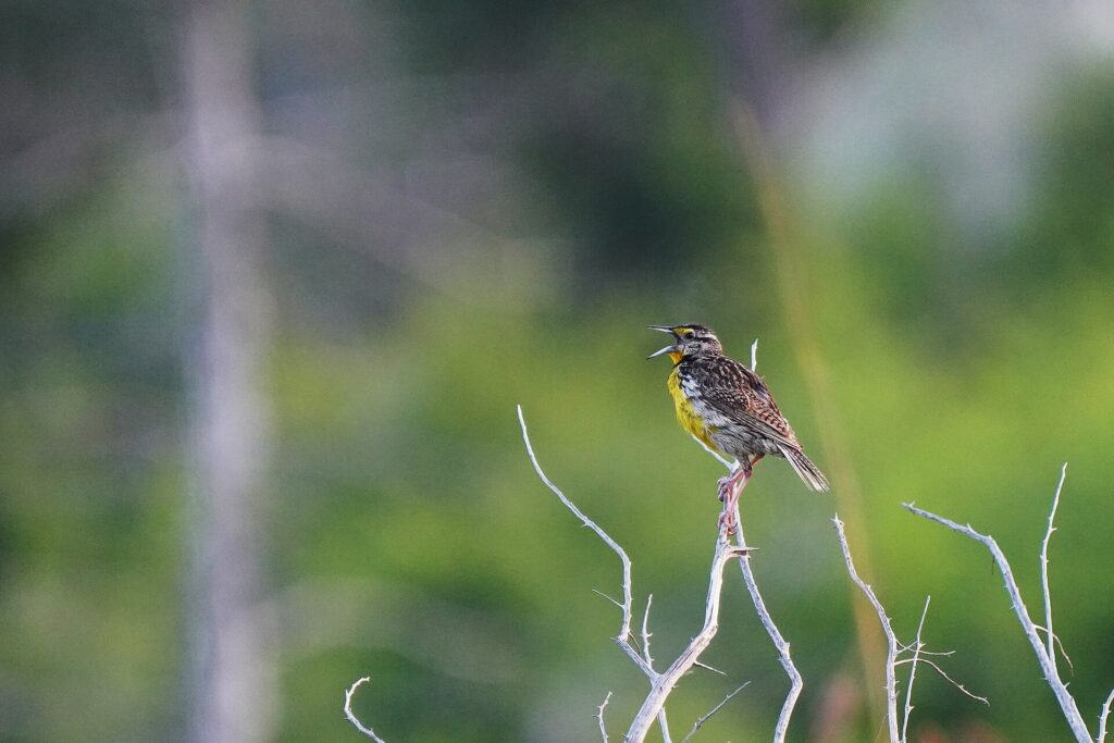 Eastern meadowlark singing from a bare branch