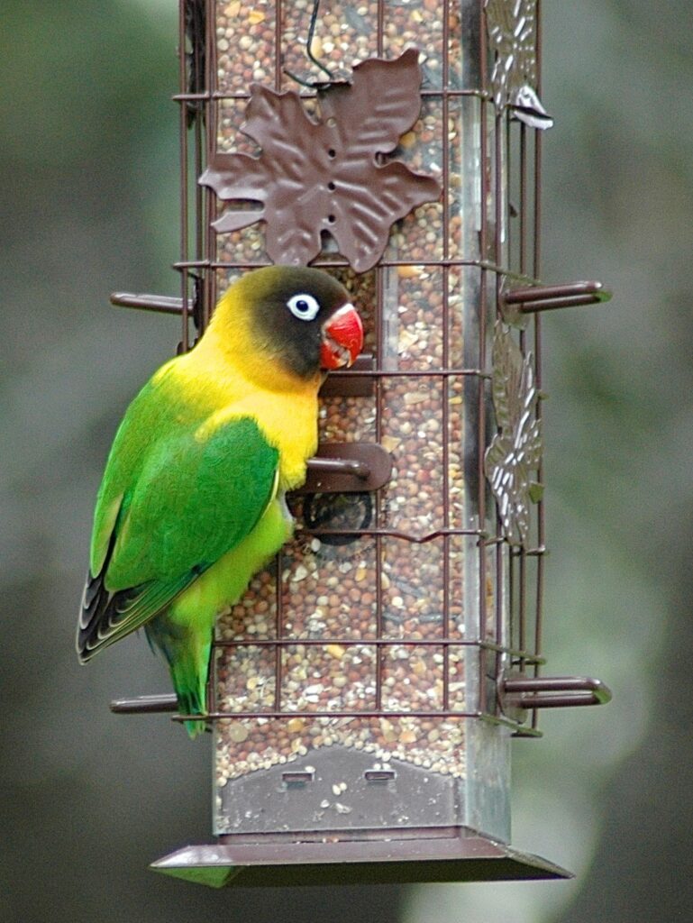 Escaped yellow-collared lovebird clinging to a tube bird feeder