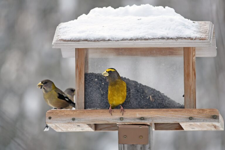 Two evening grosbeaks on a wooden hopper feeder with snow on its roof