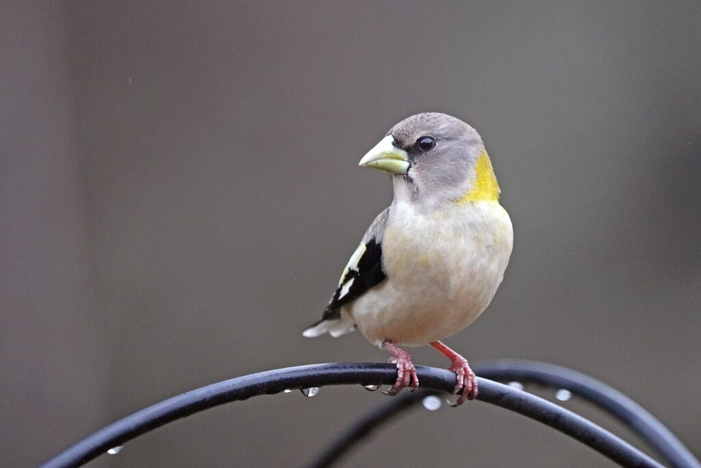 Female evening grosbeak, a gray finch with a yellow-tinged neck, perched above a bird feeder