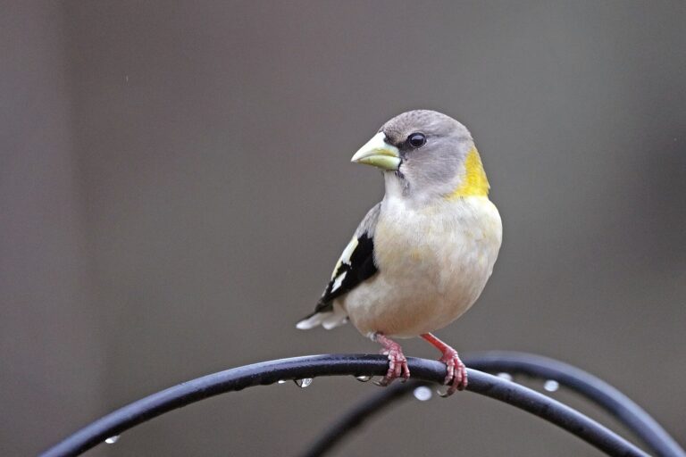 Female evening grosbeak, a gray finch with a yellow-tinged neck, perched above a bird feeder