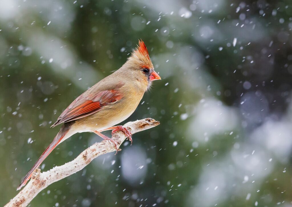 Female northern cardinal with tan body, red crest and orange bill on a branch in falling snow
