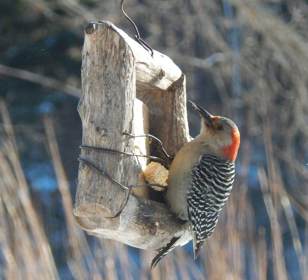 Female red-bellied woodpecker feeding at a hanging wooden suet log