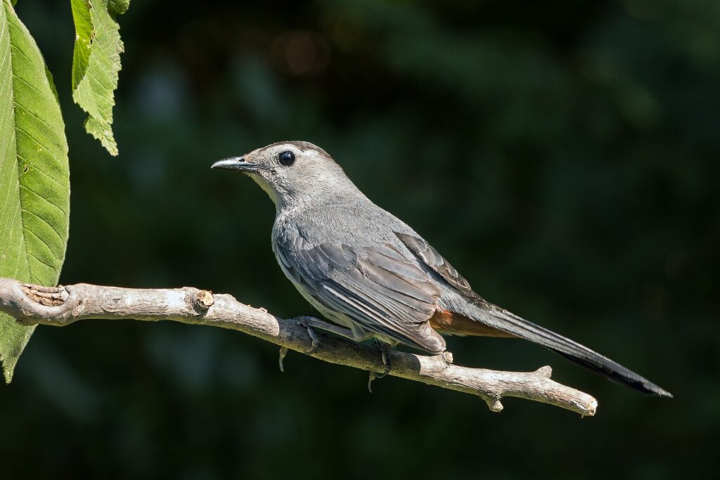 Gray catbird perched on a bare branch, showing its slate-gray body, dark tail and rusty patch under the tail