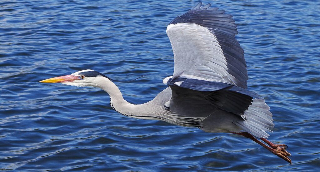 Gray heron in flight over water, neck tucked in