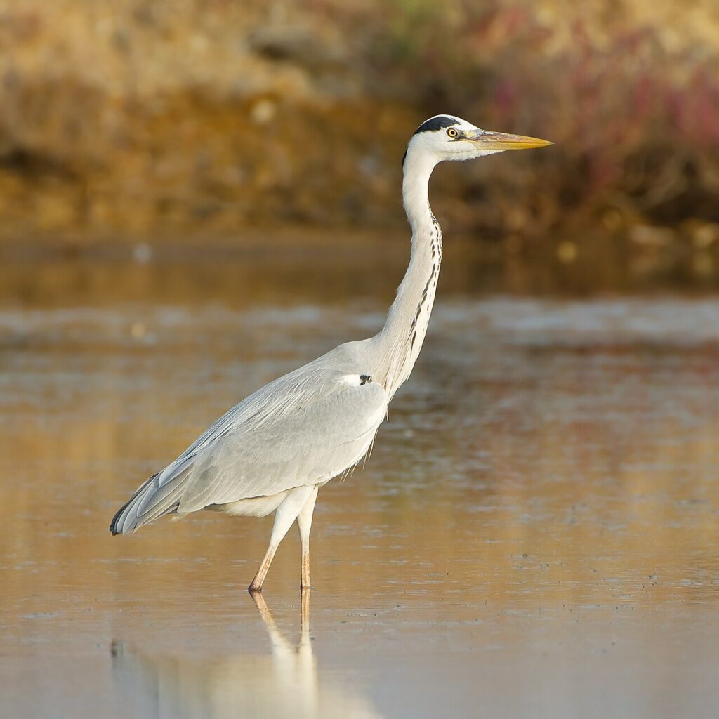 Gray heron standing in shallow water